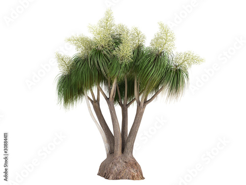 Ponytail Palm (Nolina recurvata, Beaucarnea recurvata) photo