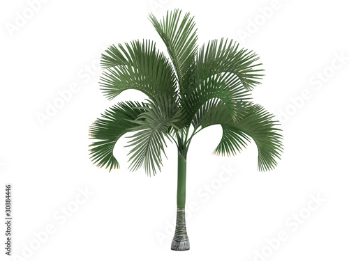 Carpoxylon Palm (Carpoxylon macrospermum) photo