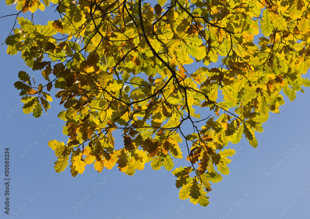 Oak foliage