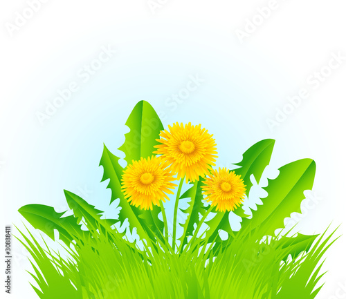 Dandelions