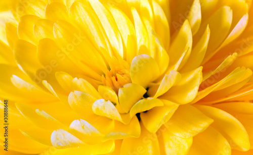 chrysanthemum © wildman