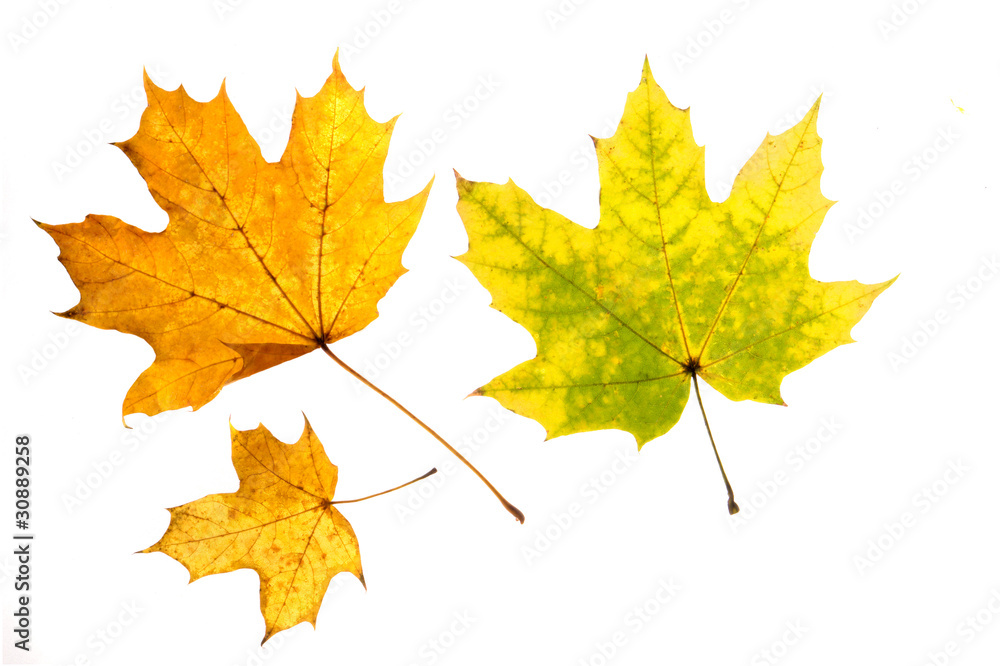 Leaf Leaf