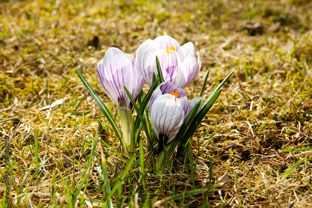 Krokus 003 Krokus 003