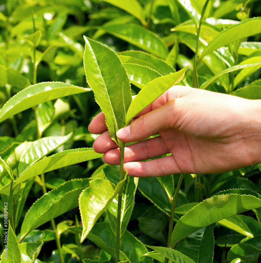 Hand holding tea leaf with the tea plantation on the background Hand holding tea leaf with the tea plantation on the background
