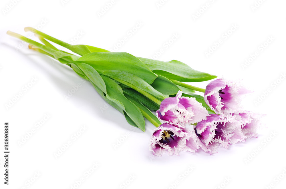 Obraz premium pink tulips