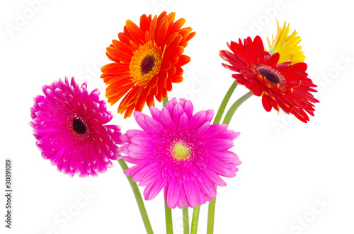 gerberas flowers