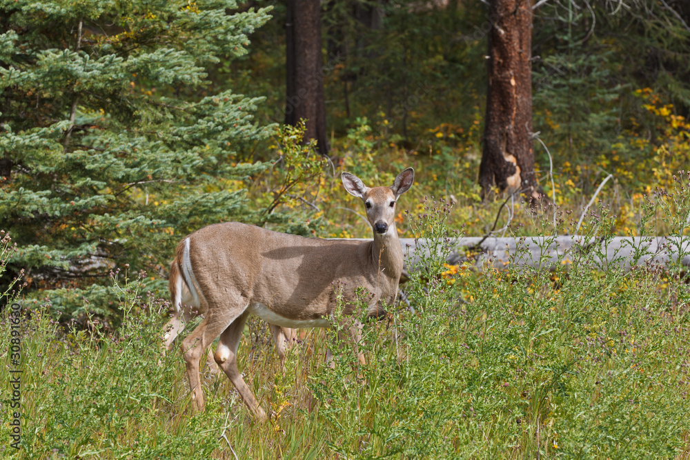 White-tailed deer in Kootenay National Park White-tailed deer in Kootenay National Park