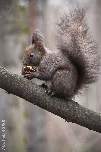 Squirrel © vanillla