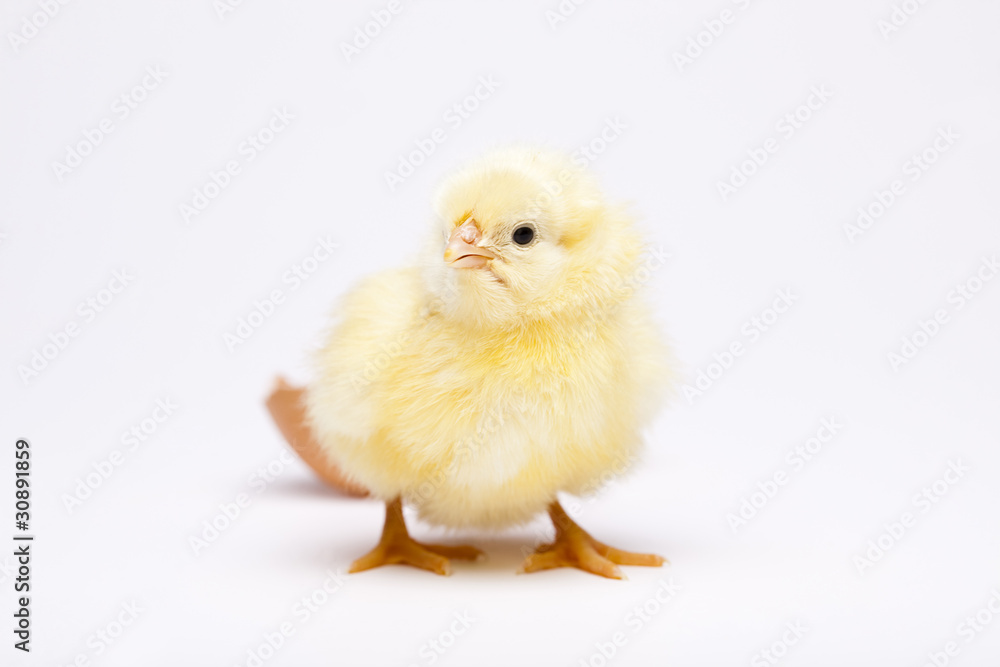 Chick Chick