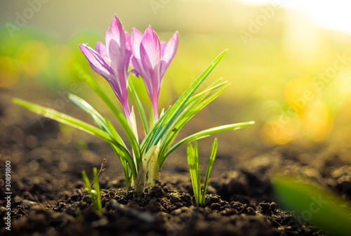 Purpul crocus flower