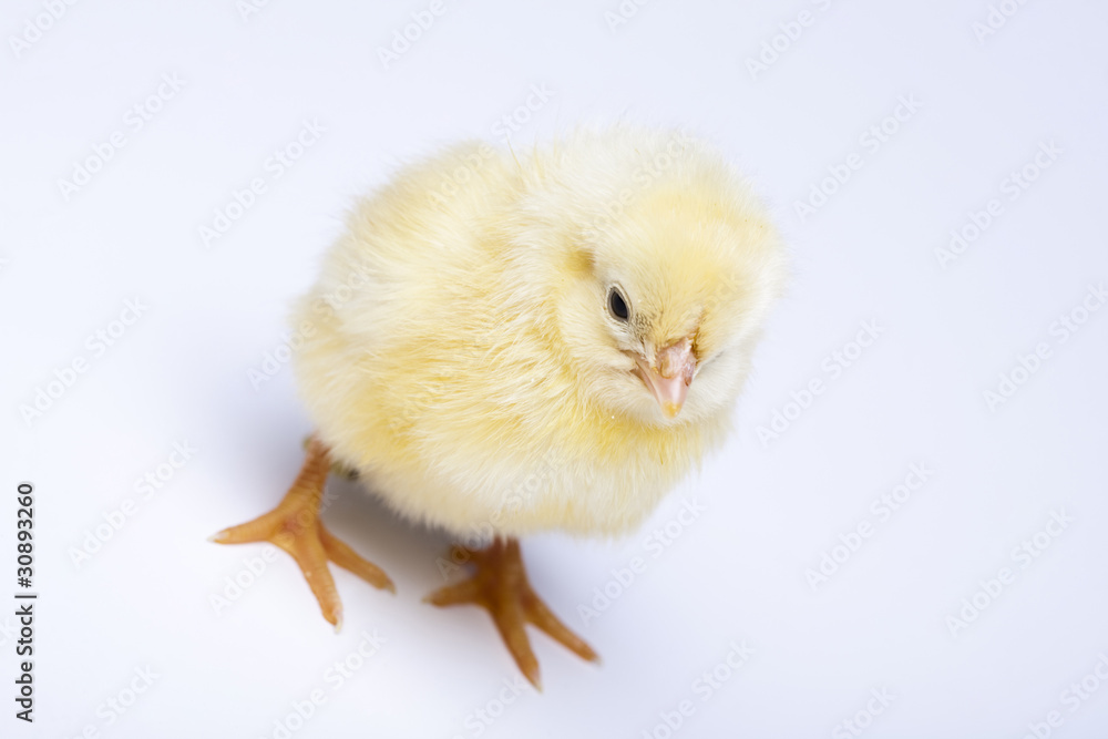 Obraz premium Happy Easter. Chick
