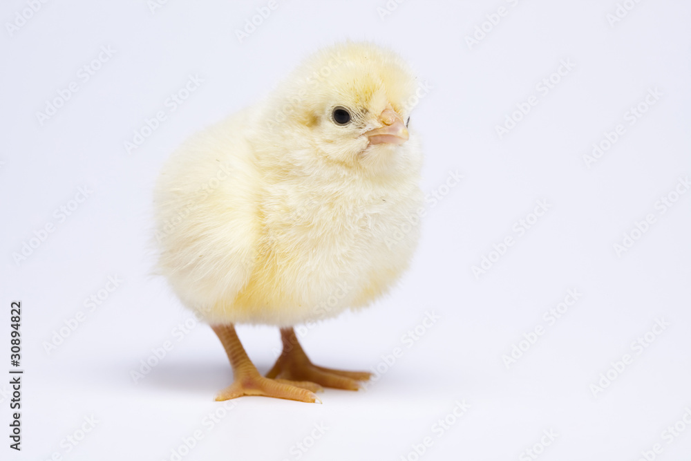 Fototapeta premium Baby chick