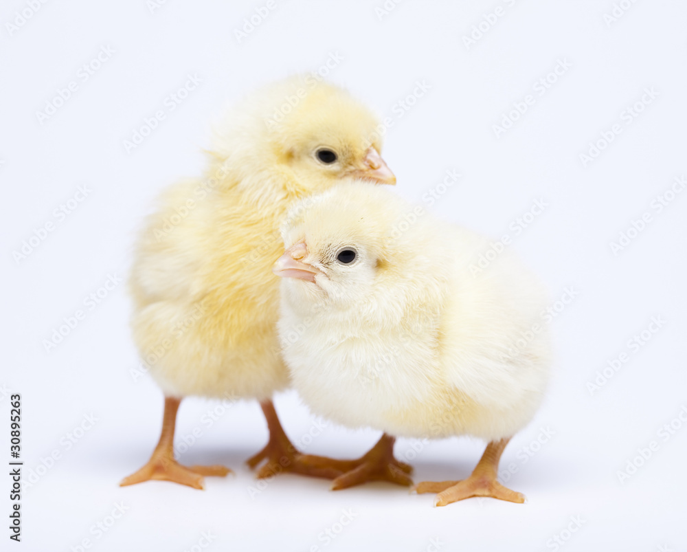 Obraz premium Chicks