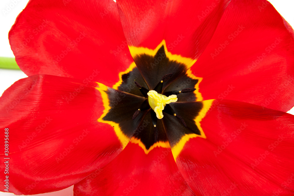 macro of open red tulip over white background macro of open red tulip over white background