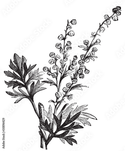 Absinthe plant, Artemisia absinthium or wormwood engraving photo