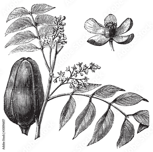 Mohagany or Meliaceae. Melia azedarach illustration