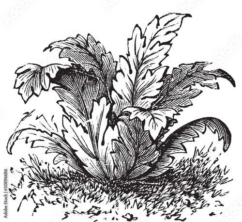 Bear's breeches or Acanthus mollis plant vintage engraving