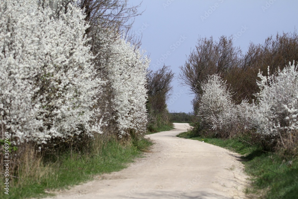 sentier de randonnée fleuri sentier de randonnée fleuri