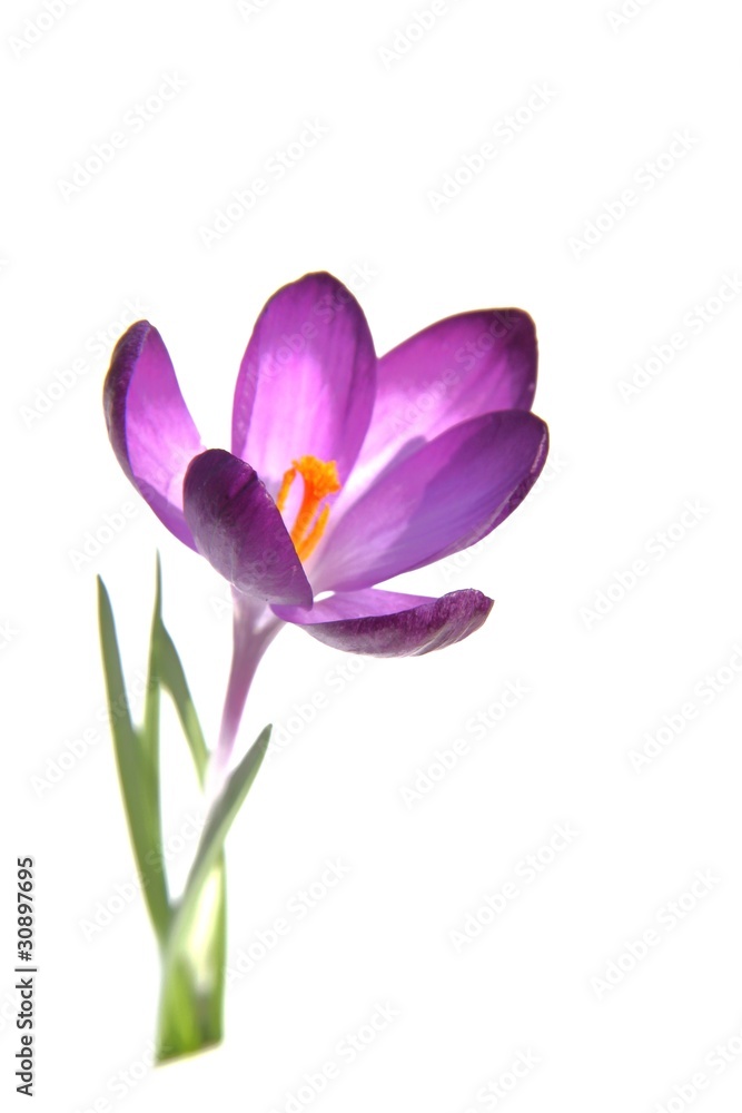 Krokus Krokus