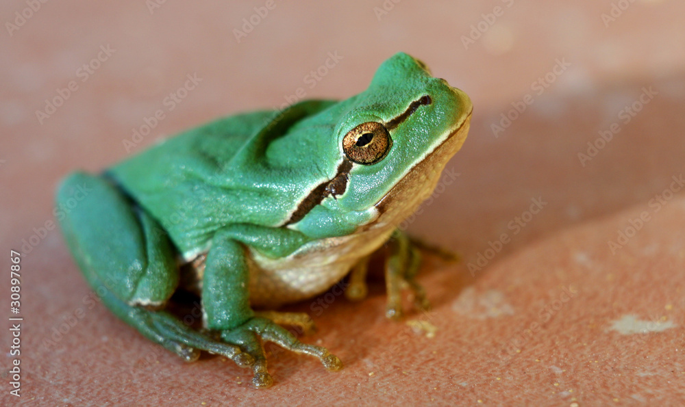 Fototapeta premium Little green frog