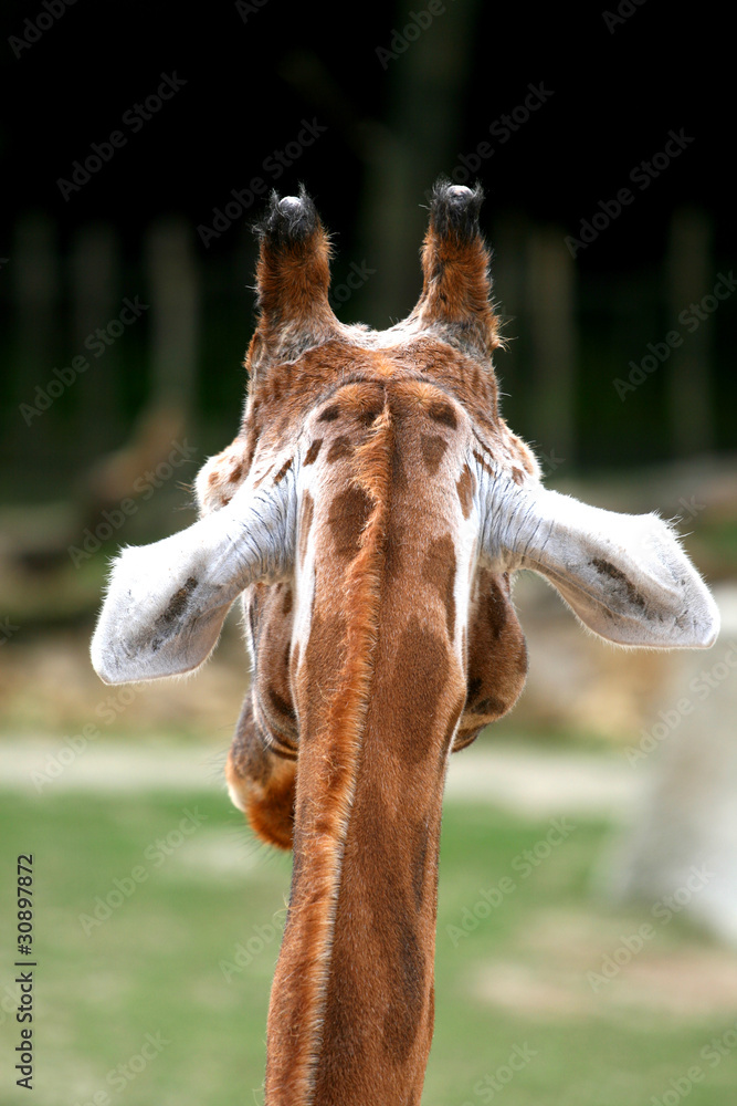 Obraz premium Back of the head of a giraffe