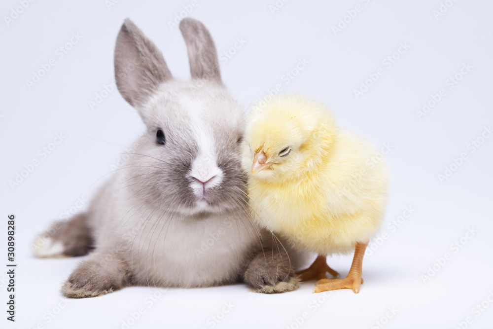 Fototapeta premium Animal easter