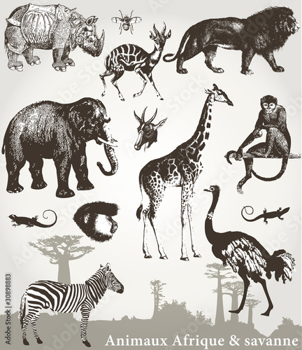 Animaux Afrique et savanne