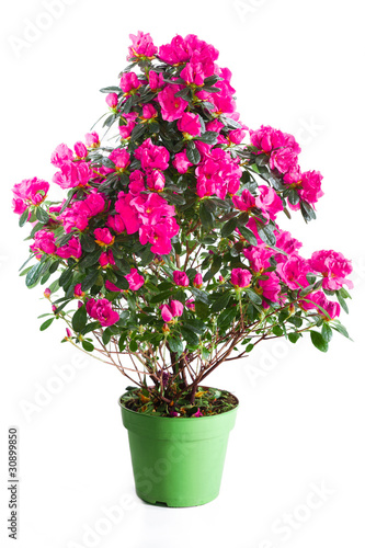 Blossoming plant of pink azalea in green flowerpot isolated on w