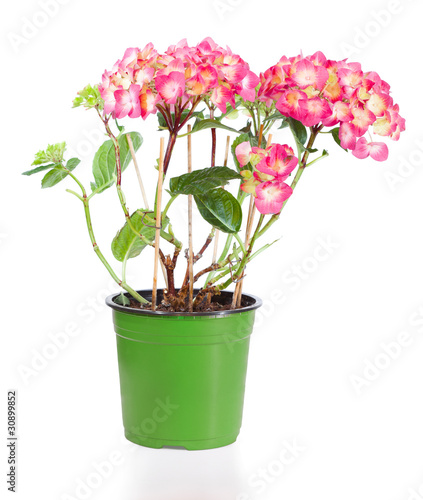 Fototapeta Naklejka Na Ścianę i Meble -  Blossoming plant of hydrangea in green flowerpot isolated on whi