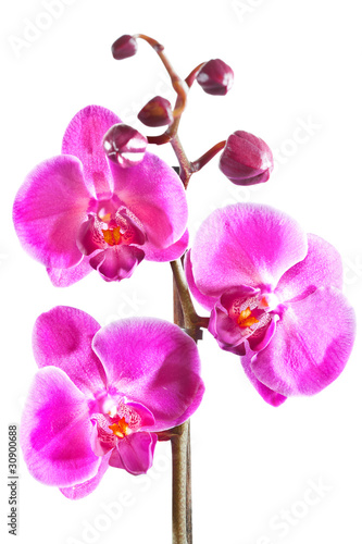 Beautiful purple orchid isolated on white
