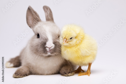 Happy Easter animal, Chick and bunny