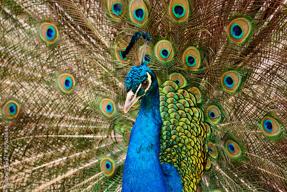 Obraz premium peacock