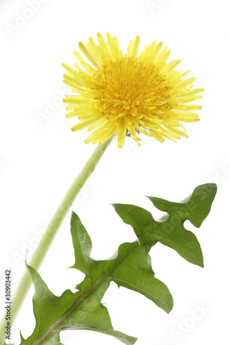 Pissenlit,fleur sauvage savoureuse et bienfaisante,