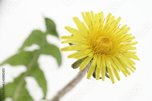 Pissenlit fleur sauvage savoureuse et bienfaisante 