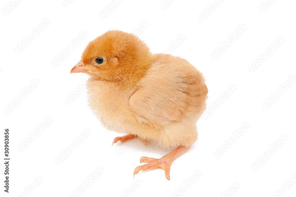 Baby chicken Baby chicken