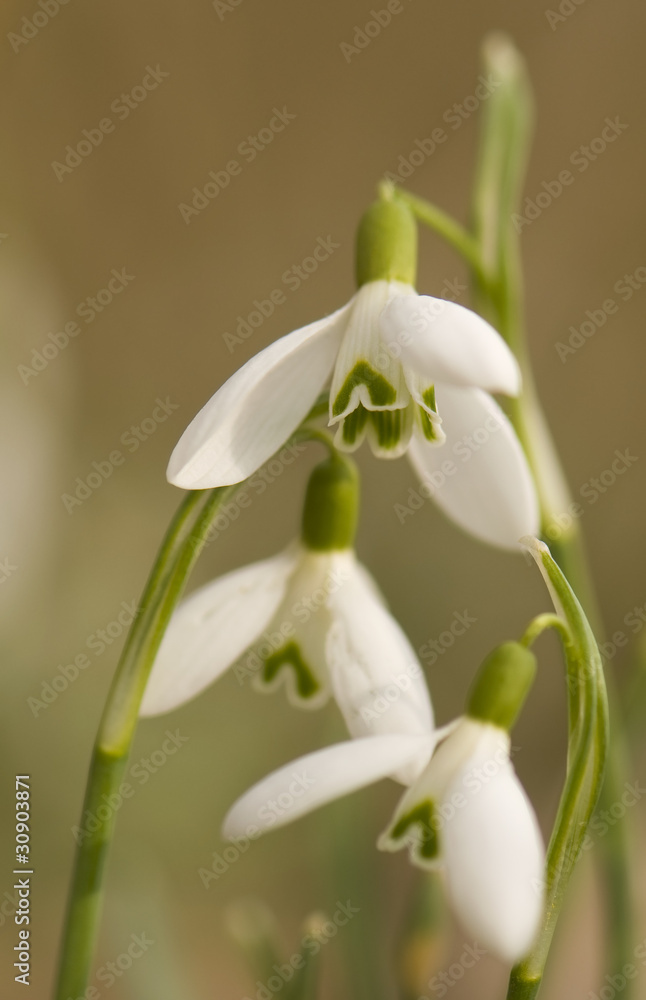 Galanthus nivalis