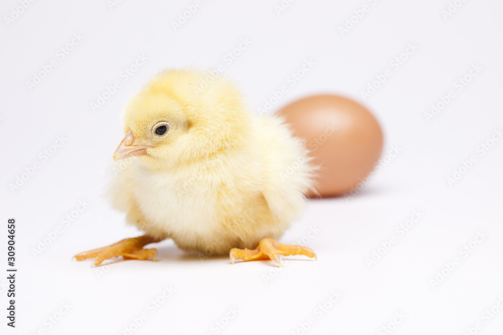 Chicks Chicks
