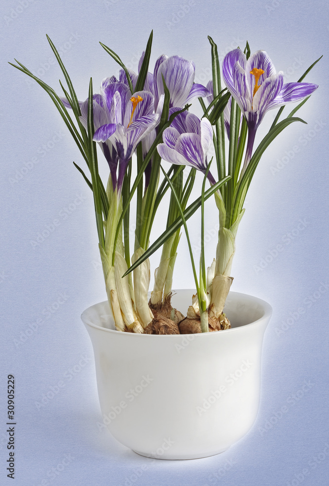Crocus in a pot Crocus in a pot