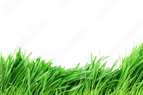 isolated grass