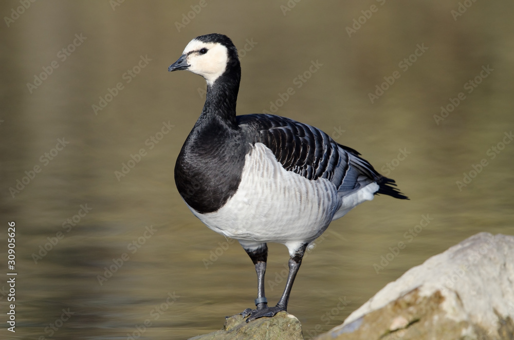 Weißwangengans, Barnacle goose, Branta leucopsis Weißwangengans, Barnacle goose, Branta leucopsis