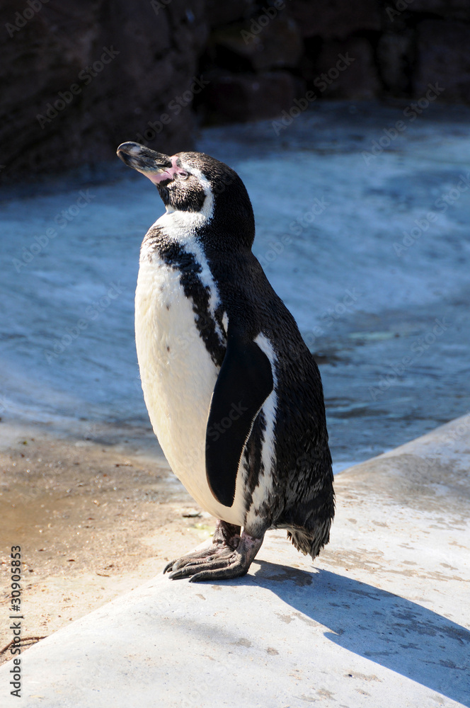 Naklejka premium Pinguin im Sonnenschein