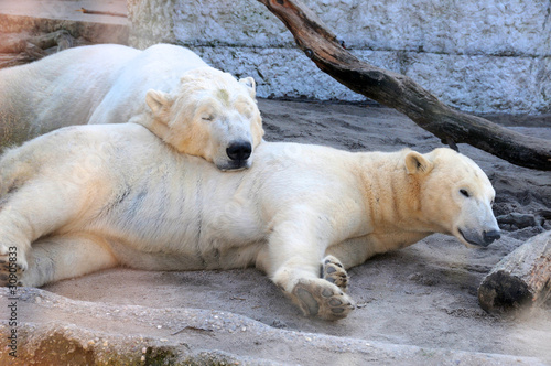Eisbären beim Schlafen