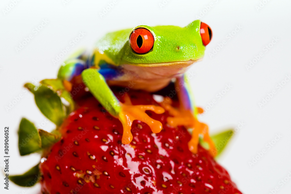 Fototapeta premium Strawberry Frog
