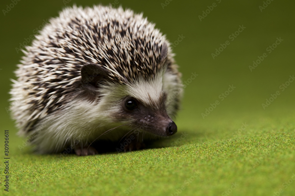 Hedgehog Hedgehog