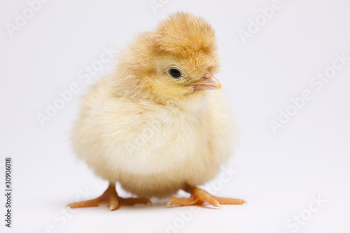 Baby chick