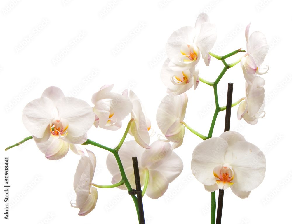 Fototapeta premium White orchid isolated on white background.