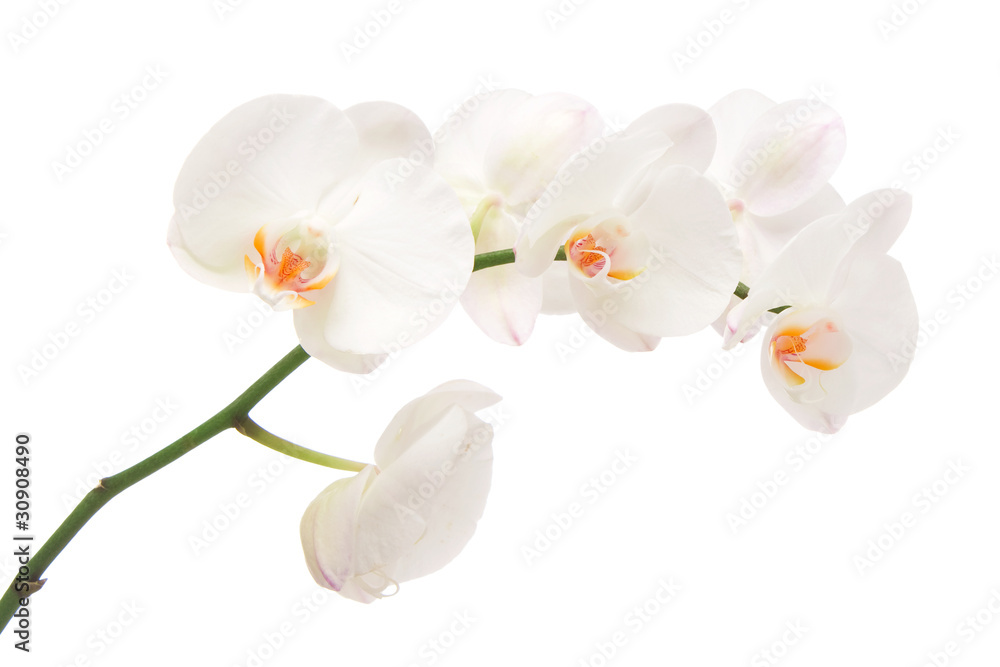 Fototapeta premium Biała orchidea na białym tle.