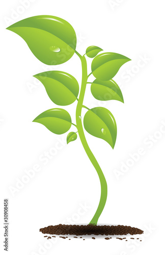 Growing plant
