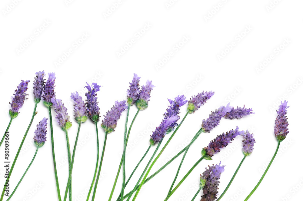 Naklejka premium lawenda