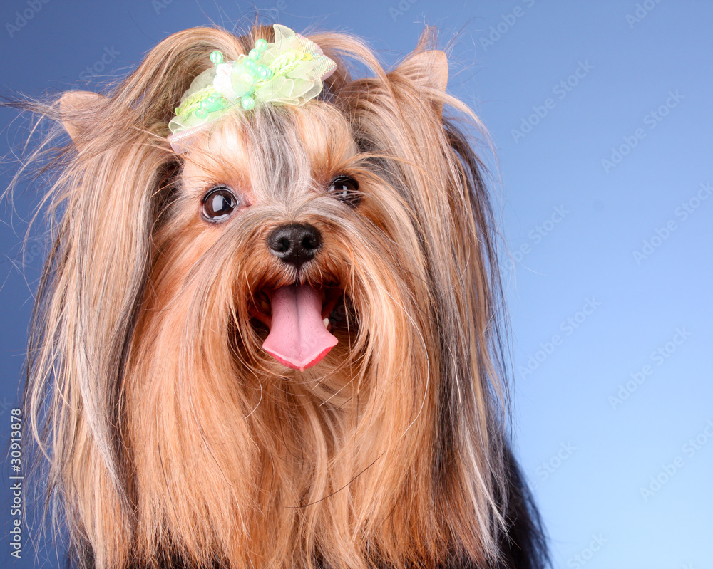 Yorkshire Terrier puppy on blue background Yorkshire Terrier puppy on blue background